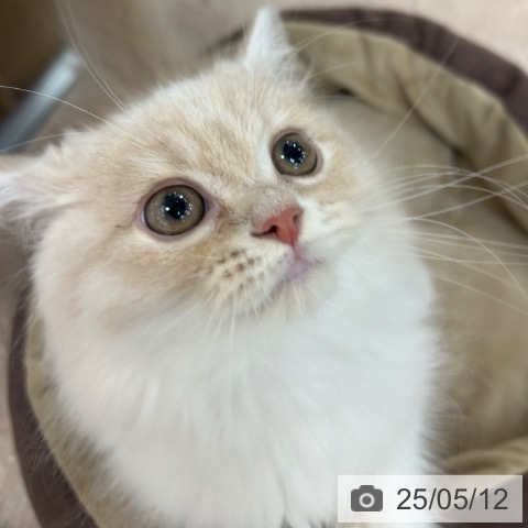 ラガマフィンの写真
