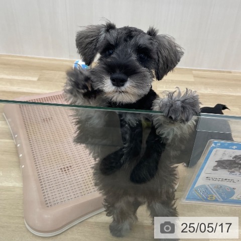 ミニチュア・シュナウザーの写真