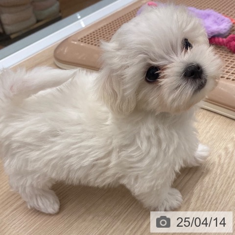 マルチーズの写真