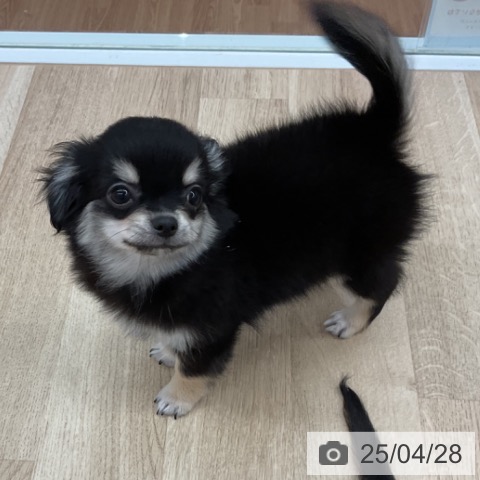 チワワの写真