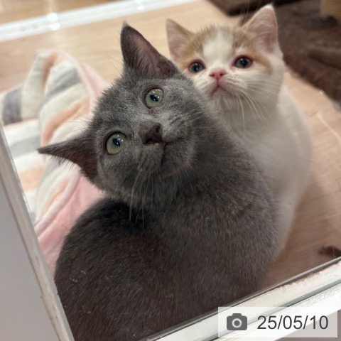 ロシアンブルーの写真