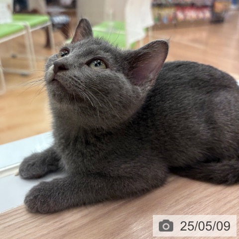 ロシアンブルーの写真