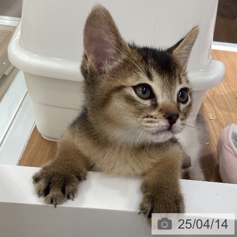 アビシニアンの写真