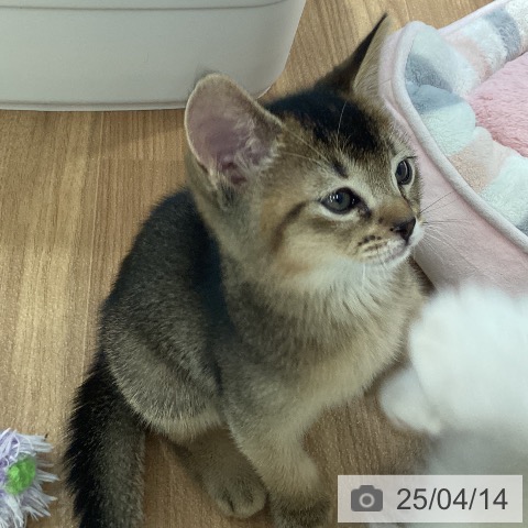 アビシニアンの写真