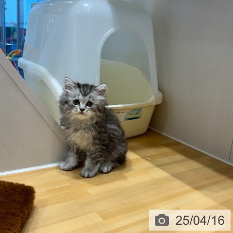 ラガマフィンの写真