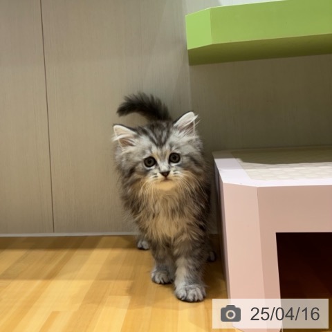 ラガマフィンの写真