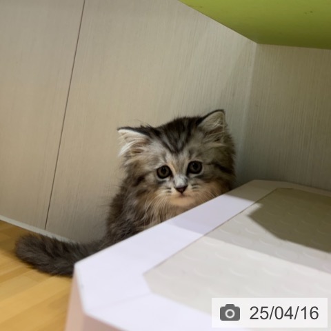 ラガマフィンの写真