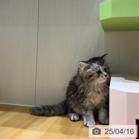 ラガマフィンの写真