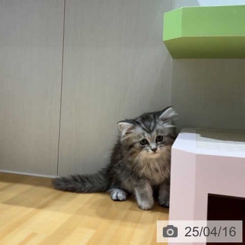ラガマフィンの写真