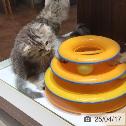 ラガマフィンの写真