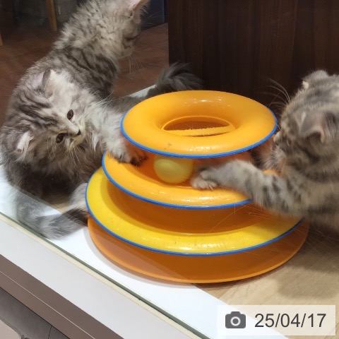 ラガマフィンの写真