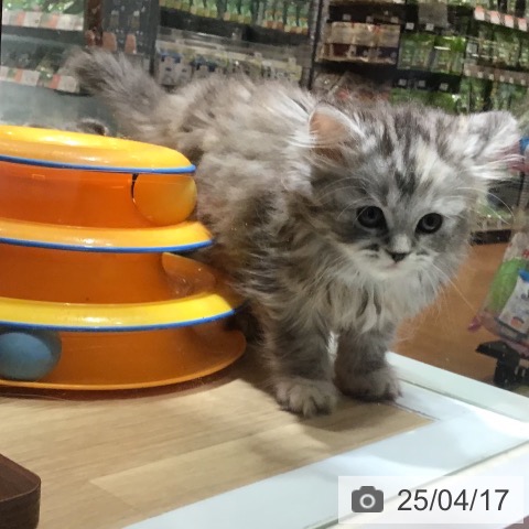 ラガマフィンの写真