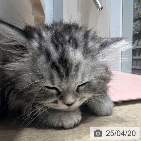 ラガマフィンの写真