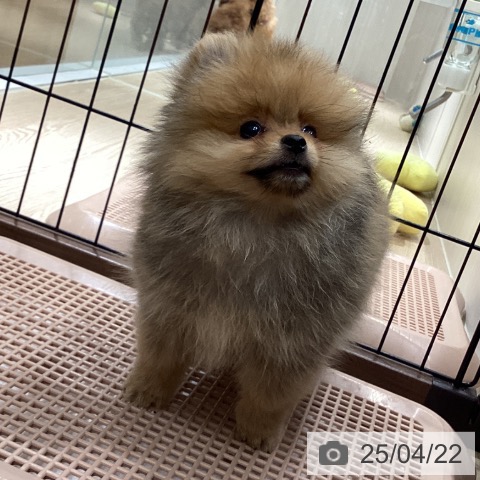 ポメラニアンの写真