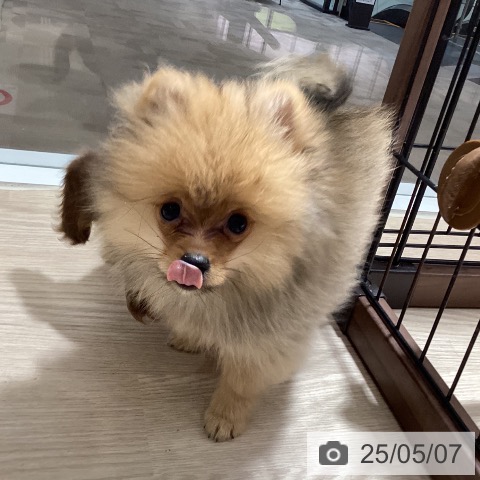 ポメラニアンの写真