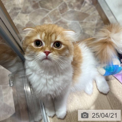 スコティッシュフォールドの写真