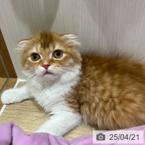 スコティッシュフォールドの写真