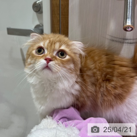 スコティッシュフォールドの写真