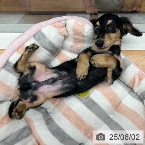 ミニチュア・ダックスフンドの写真