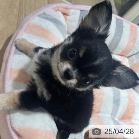 チワワの写真
