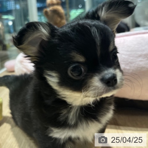 チワワの写真