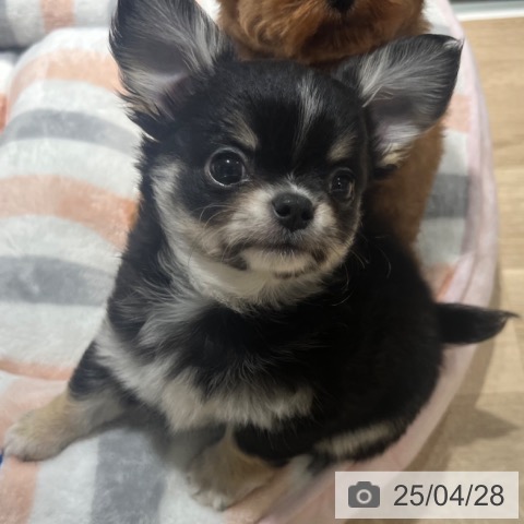 チワワの写真