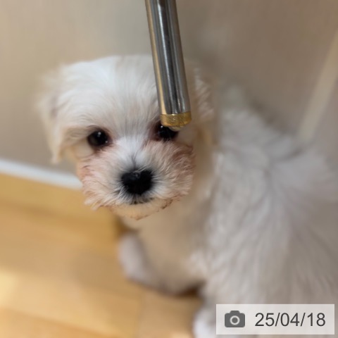 マルチーズの写真
