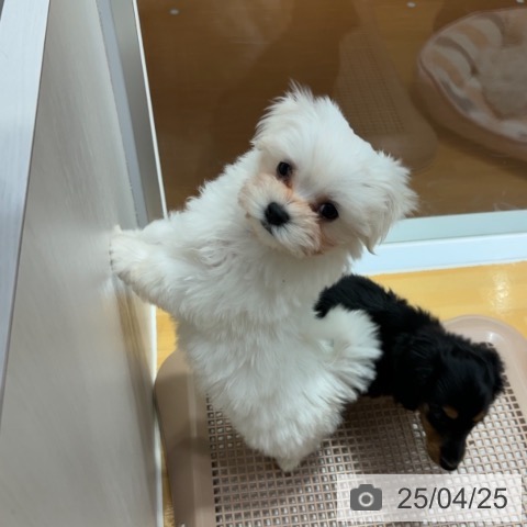 マルチーズの写真