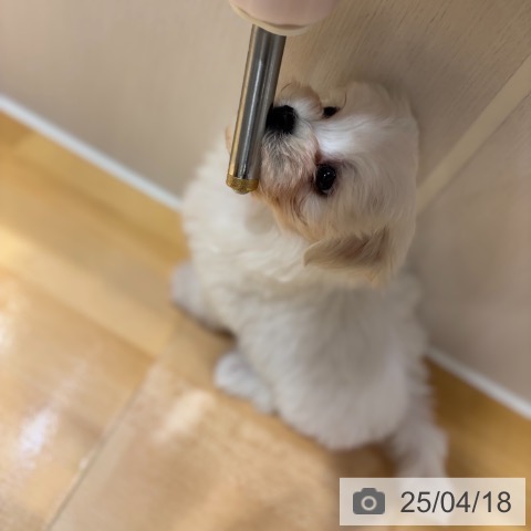 マルチーズの写真