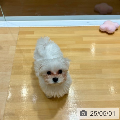 マルチーズの写真