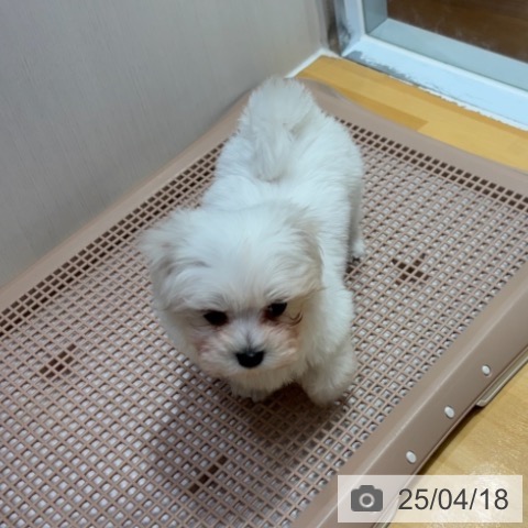 マルチーズの写真