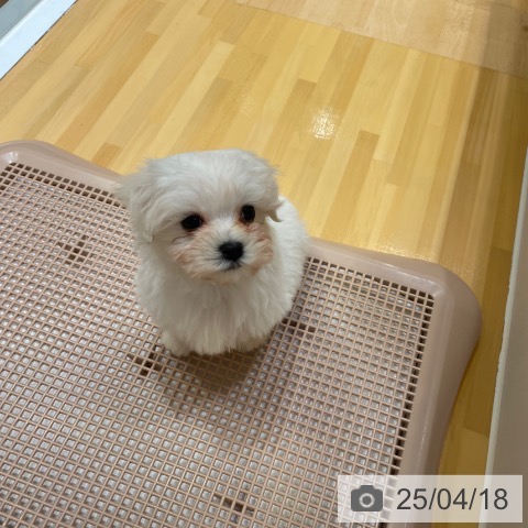 マルチーズの写真
