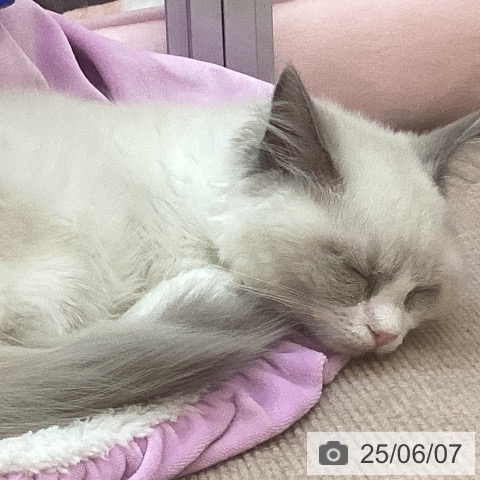 ラグドールの写真
