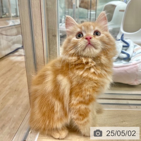 ラガマフィンの写真