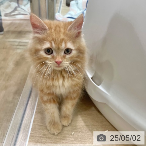 ラガマフィンの写真