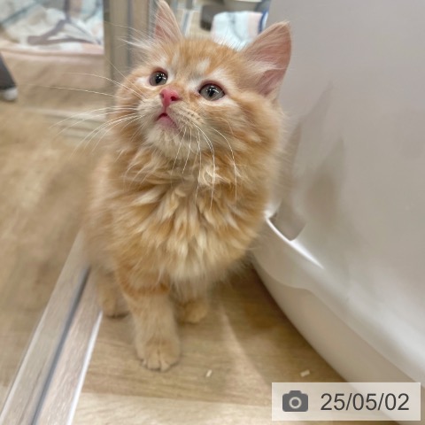 ラガマフィンの写真