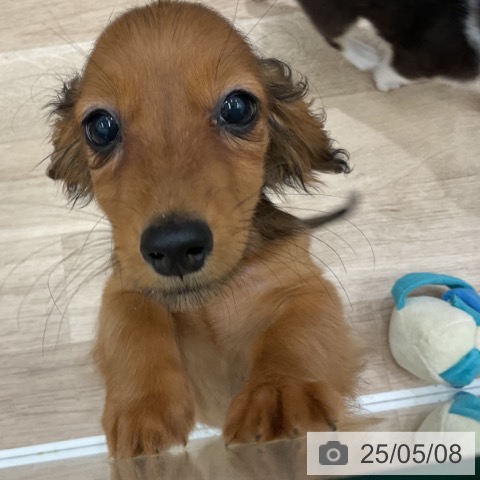 ミニチュア・ダックスフンドの写真