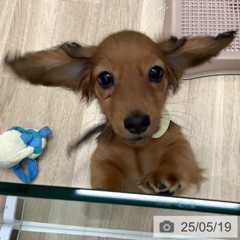 ミニチュア・ダックスフンドの写真