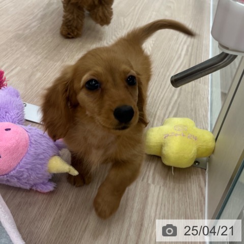 ミニチュア・ダックスフンドの写真