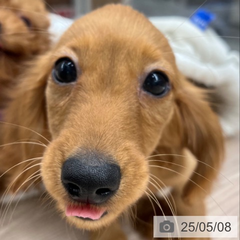 ミニチュア・ダックスフンドの写真