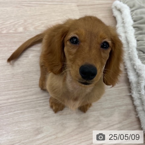 ミニチュア・ダックスフンドの写真