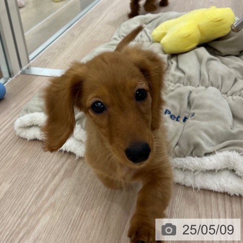 ミニチュア・ダックスフンドの写真