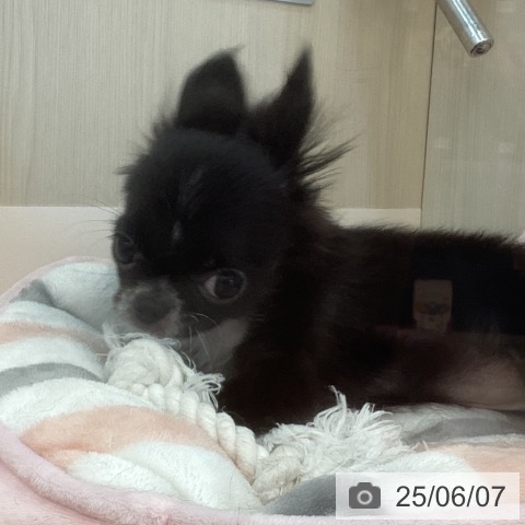 チワワの写真