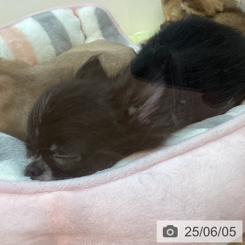 チワワの写真