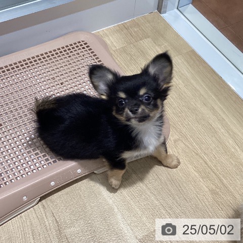 チワワの写真