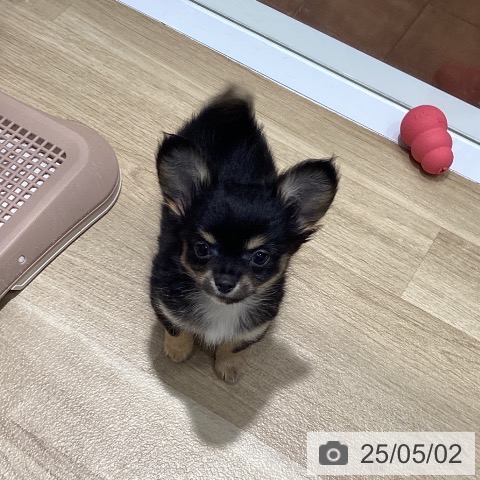 チワワの写真