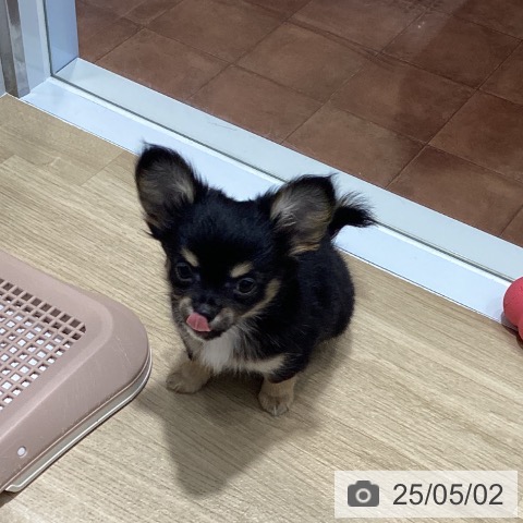 チワワの写真