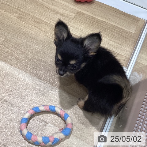 チワワの写真