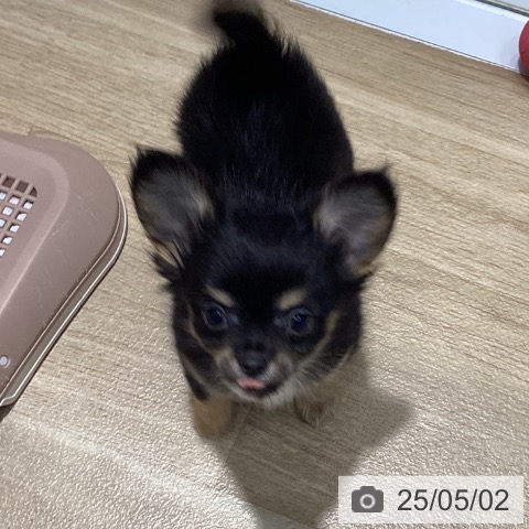チワワの写真