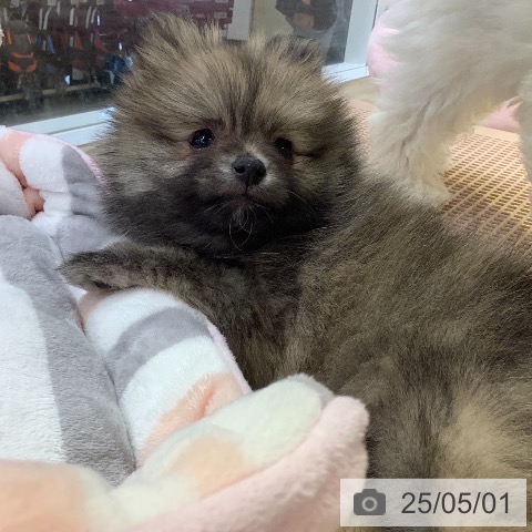 ポメラニアンの写真